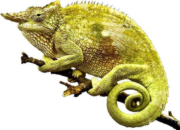 Download Chameleon Png Photo Chameleons Transparent Chameleon Png