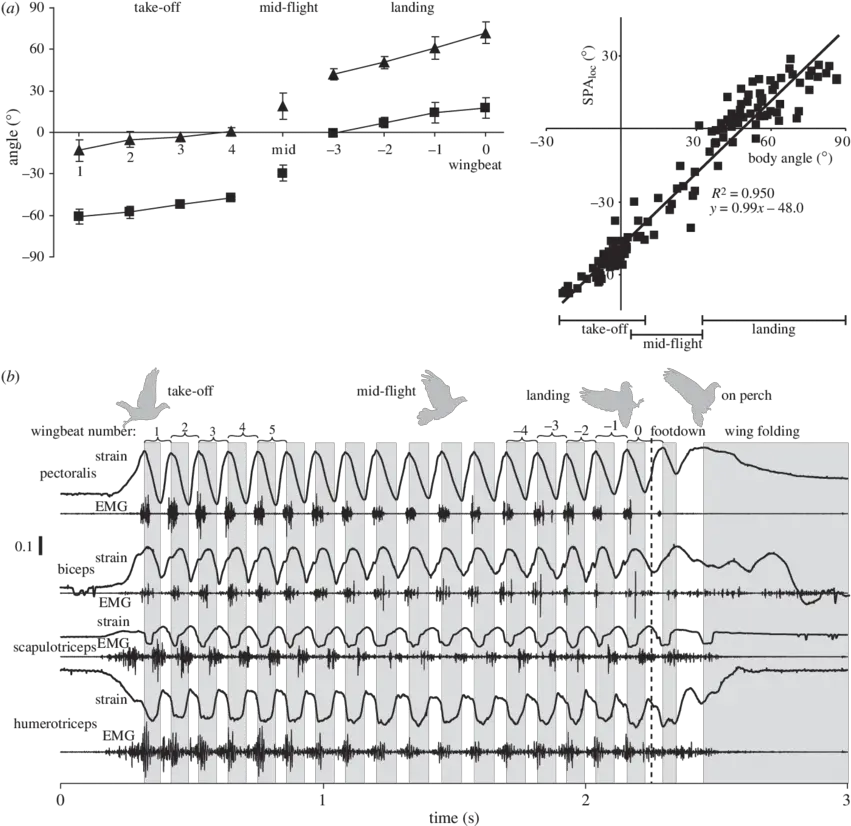 A Changes In Wing Stroke Plane Spa Loc And Body Pitch Diagram Png Angle Wings Png