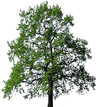 Oak Tree Transparent Background Free Oak Tree No Background Png Pine Tree Transparent Background