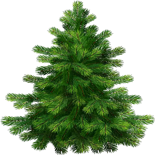 Index Of Christmas Pine Tree Png Pine Tree Transparent Background