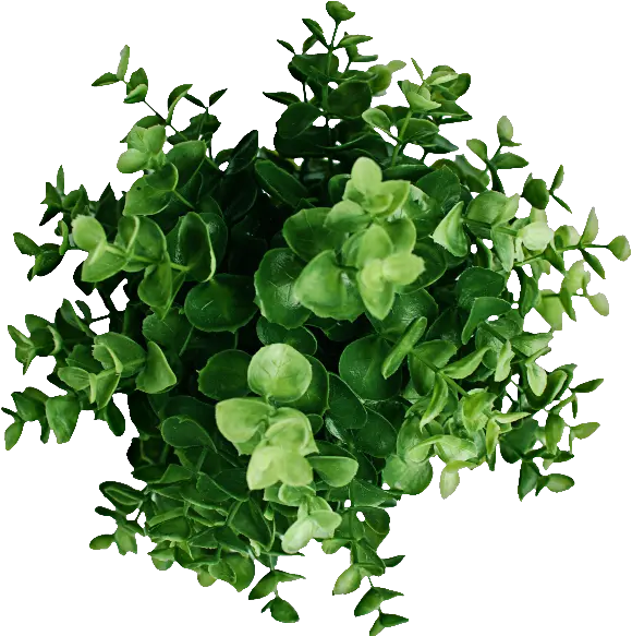 Plant Top View Png Image Plant Png Top View Grass Top View Png