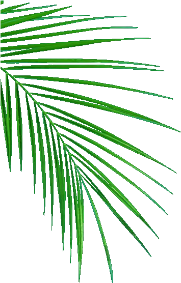 Oil Palm Uganda Edible Vegetable Cooking And Hygene Palm Leaves Drawing Png Palm Tree Leaves Png