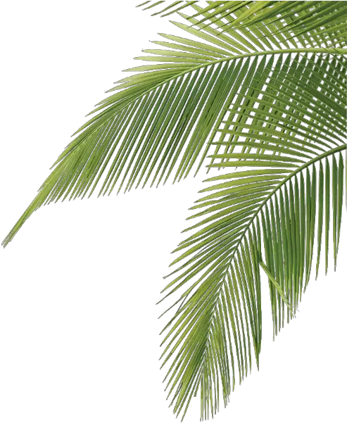 Palmtree Cute Aesthetic Leaves Tropical Palm Tree Leaves Png Palm Tree Leaves Png