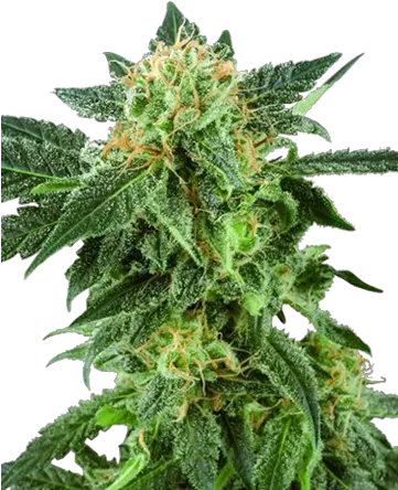 Top 3 Cannabis Strains In New York U2013 Buy Seeds For American Haze Png Weed Transparent Background