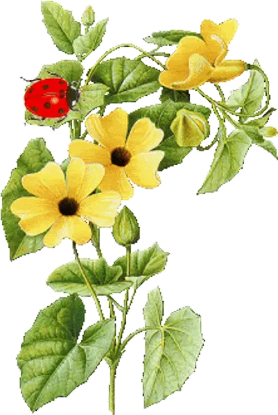 Flowers Transparent Birds I Animated Flowers Gif Transparent Png Flowers Transparent