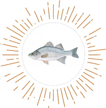 State Of The Nationu0027s River Cypriniformes Png Bass Fish Icon