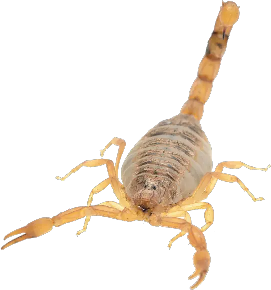 Download Hd Scorpion Tips Scorpion Png Scorpion Transparent Background