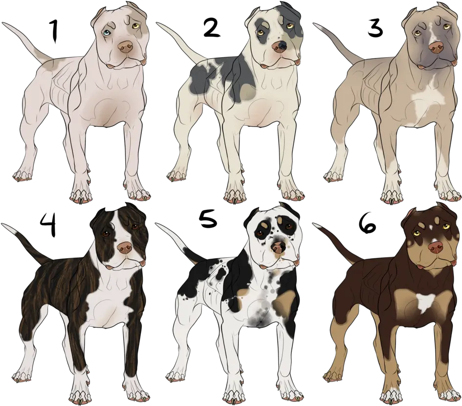 Drawn Pit Bull Bully Pitbull Ticking American Bully American Bully Piebald Png Pit Bull Png