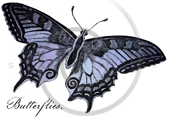 Vintage Butterflies Isolated Png Silverspiralarts Black Swallowtail Png Butterfly