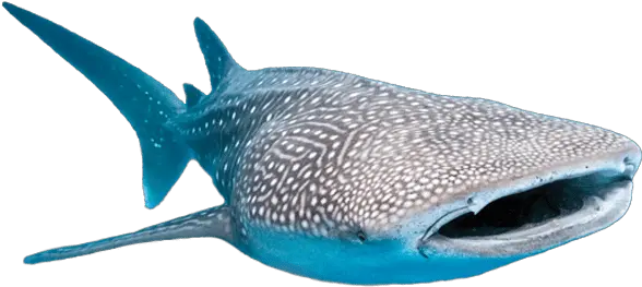 Whale Sharks Png 1 Image Transparent Whale Shark Png Whale Shark Png