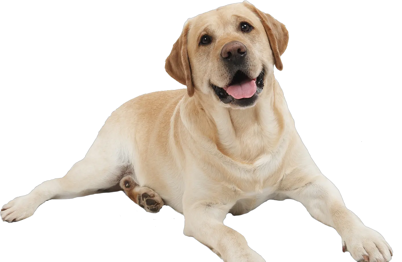 Dog Cartoon Png Transparent