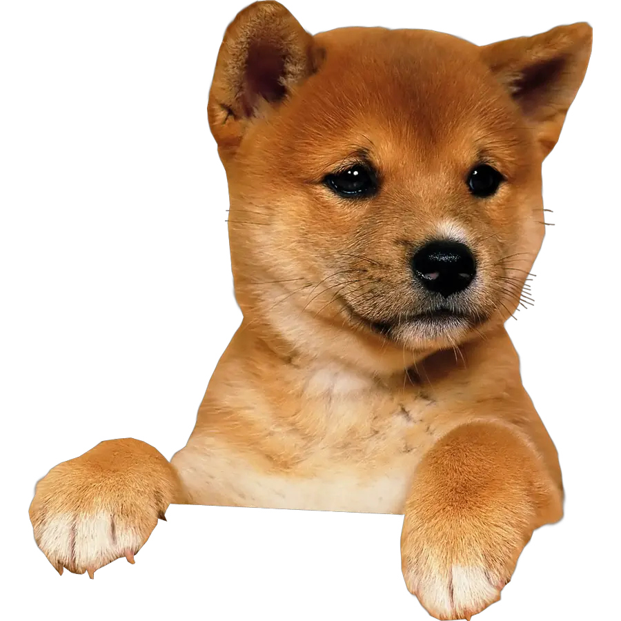 Dog Bone Png Free