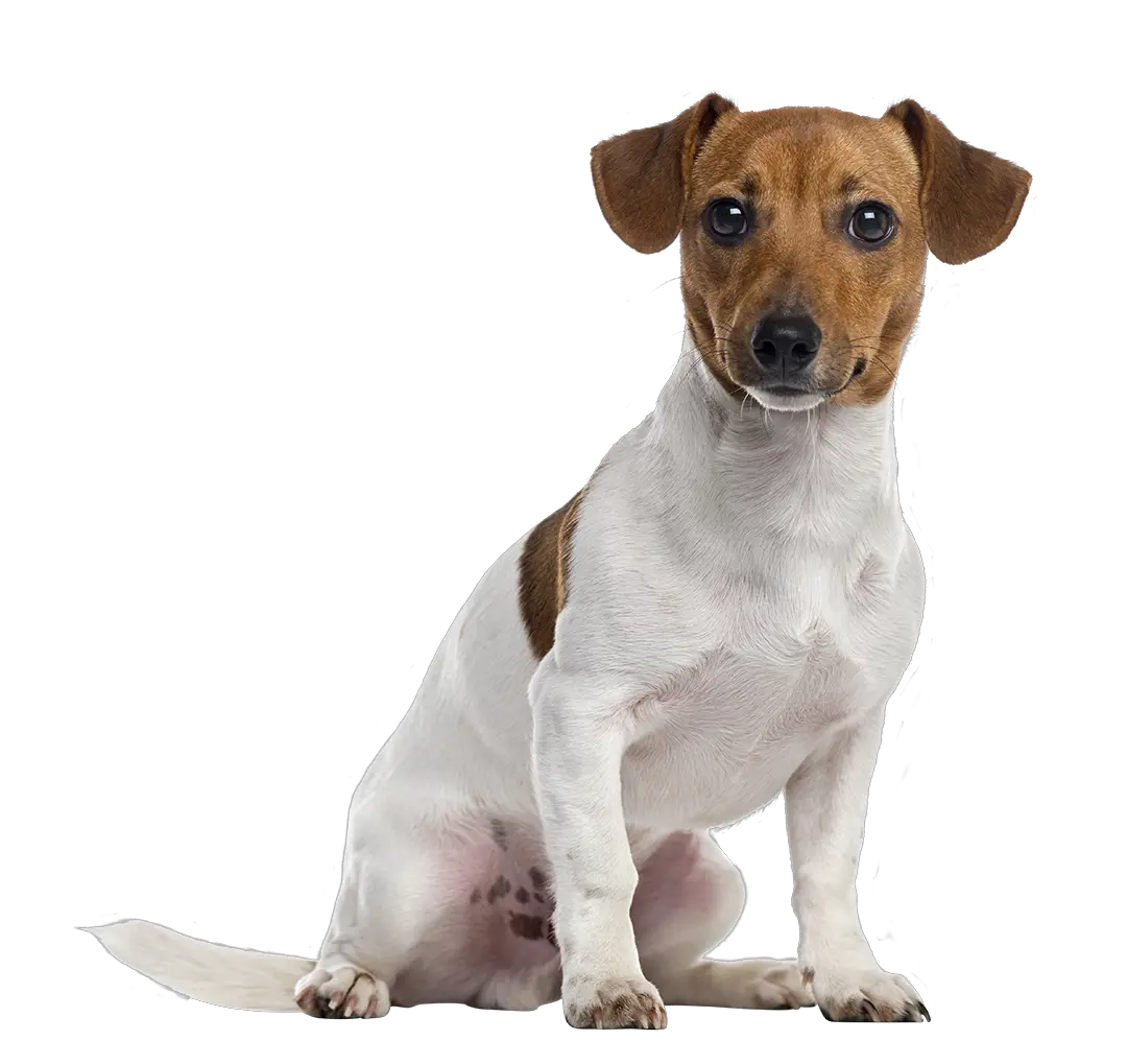 Dog Bone Png Clipart