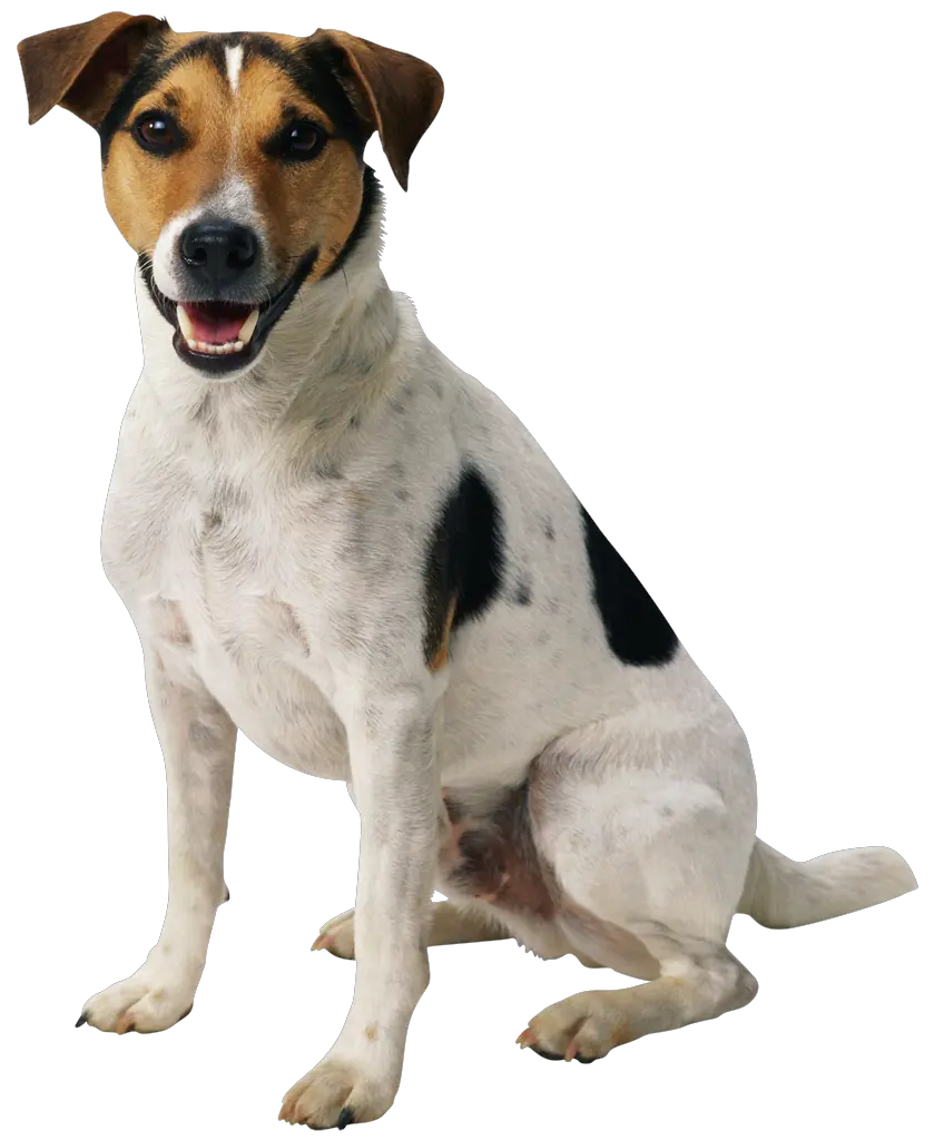 Dog Birthday Png