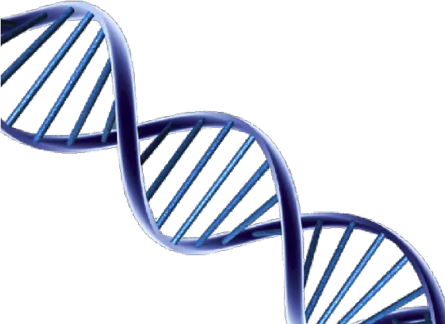 Dna Clipart Png Dna Structure For Background Dna Transparent Background