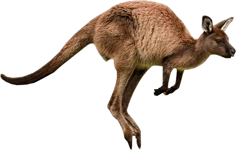 Donkey Shrek Head Png Kangaroo Png Full Size Png Different Movements Of Animals Donkey Shrek Png