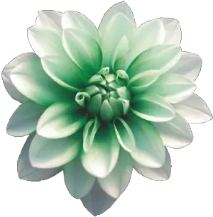 Transparent Flower Tumblr Best Photographs Of Flowers Png Flowers Png Tumblr