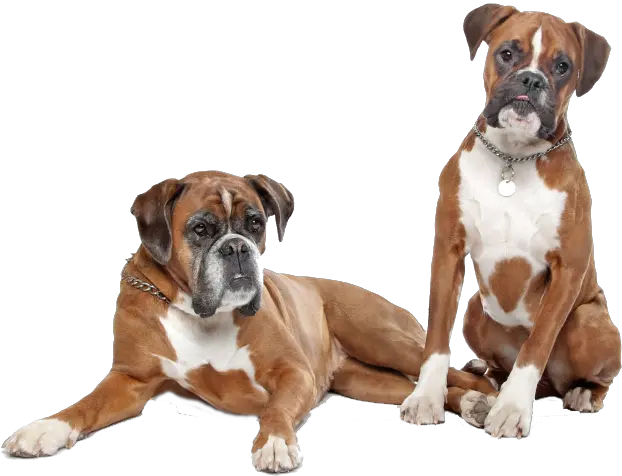 Cat And Dog Icon Png