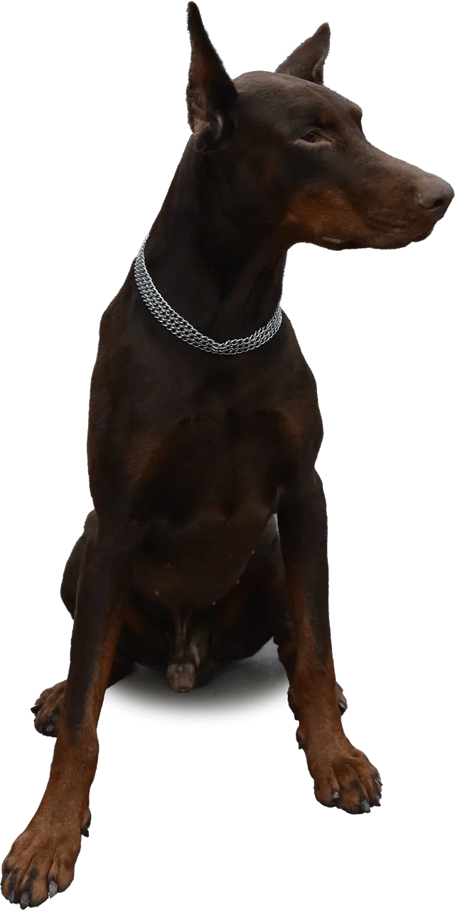 Bone Dog Png