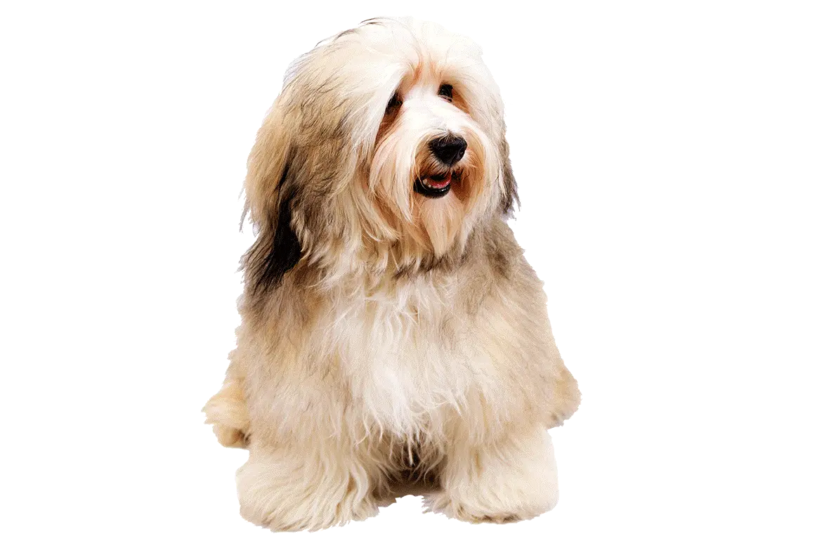 Barking Dog Png