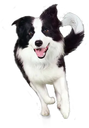 Animated Dog Png