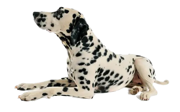 Ace Combat Png Dog