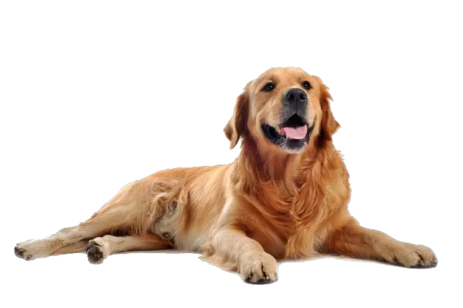 Zero Dog Png