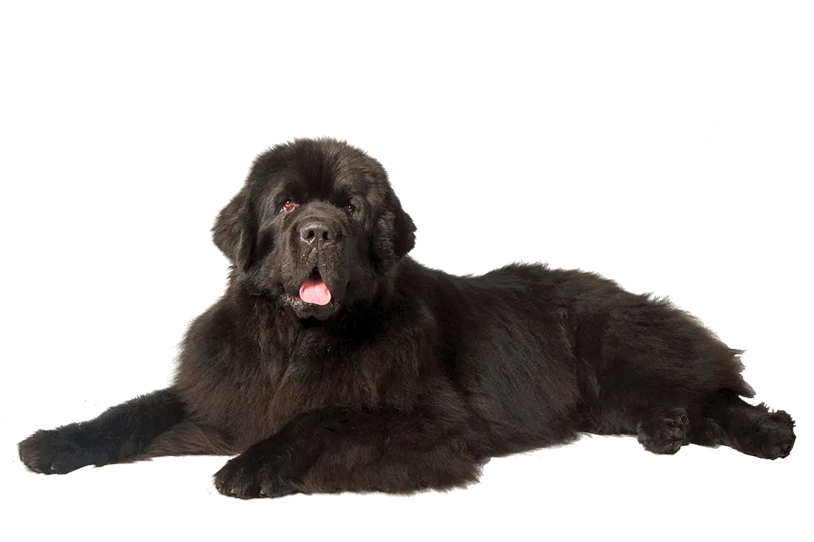 Ace Combat 7 Dog Png