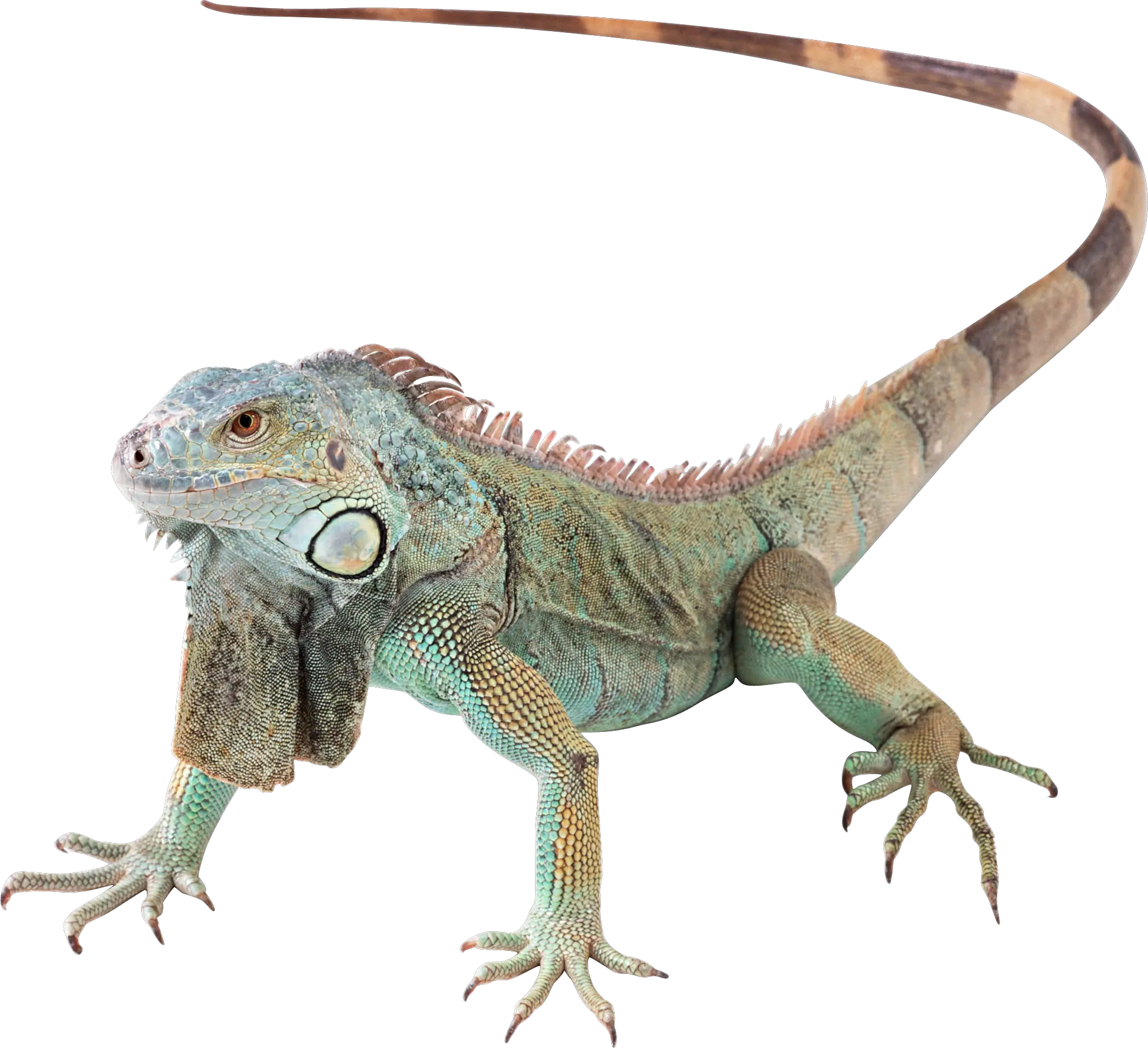 Lizard Png Transparent Images Free Download Background