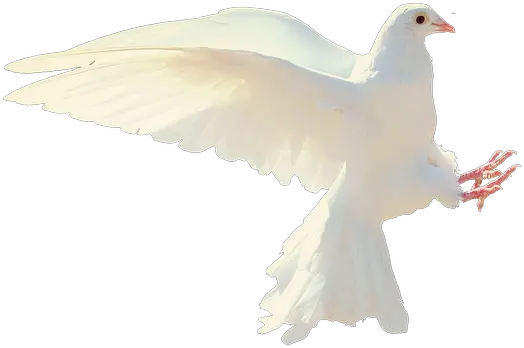 Dove Transparent Png Image Png Dove Transparent