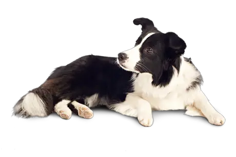 Dog Transparent Background Png