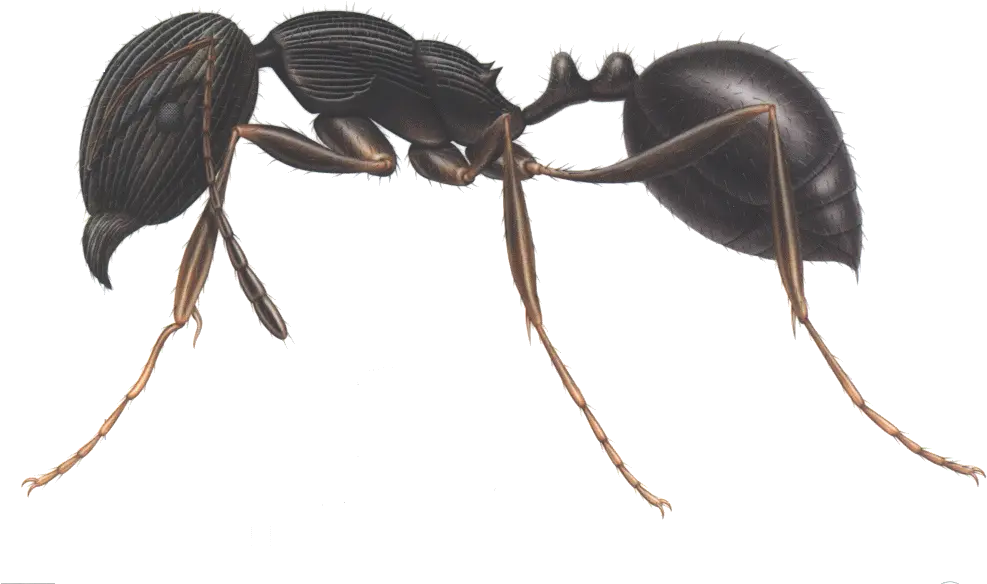 Ants Clipart Three Pavement Ant Png Download Full Size Pavement Ants In North Carolina Ants Png