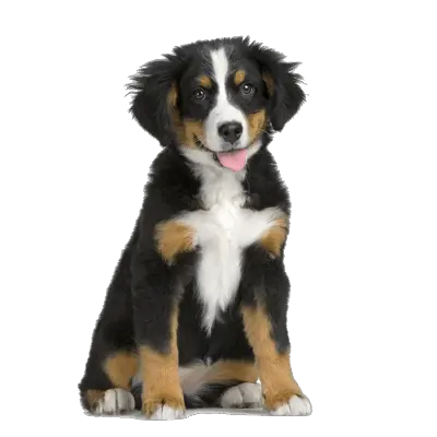 Dog Bones Png