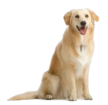 Minecraft Dog Png