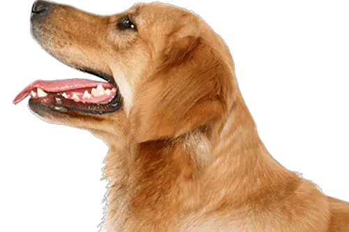 Dog Logo Png