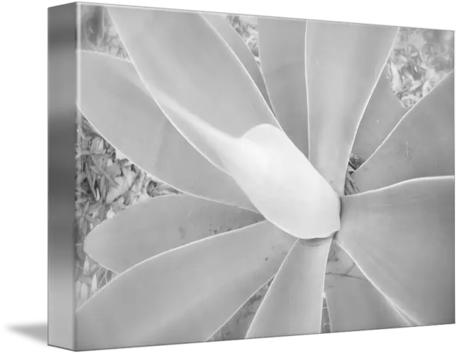 Natures Ray Gun By Ryan Alan Petti Monochrome Png Ray Gun Png