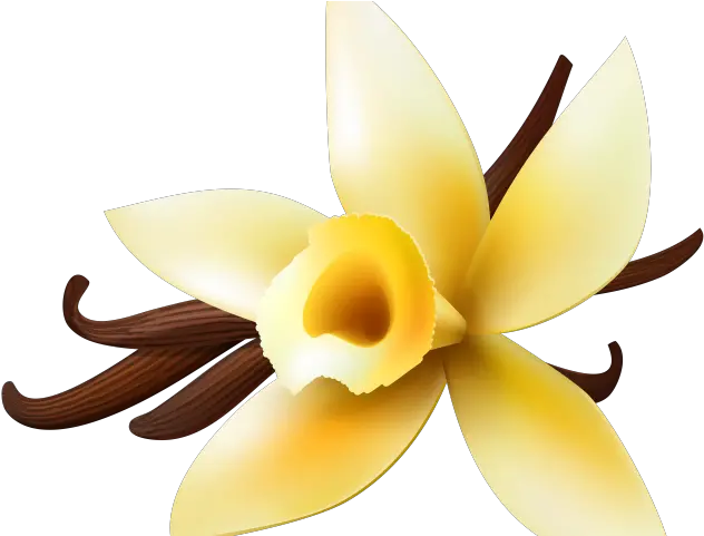 Vanilla Clipart Orchid Png