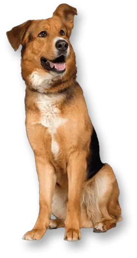 Dog Head Png