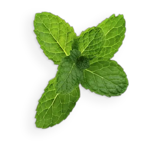 Transparent Background Mint Leaves Top View Of Mint Leafs Transparent Png Mint Leaves Png