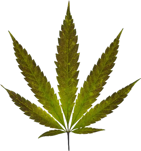 Real Marijuana Leaf Png Image Marijuana Leaf Png Pot Leaf Transparent Background