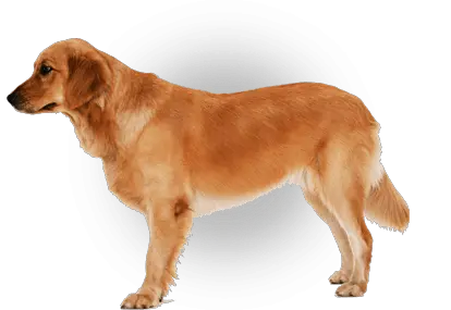 Funny Dog Png