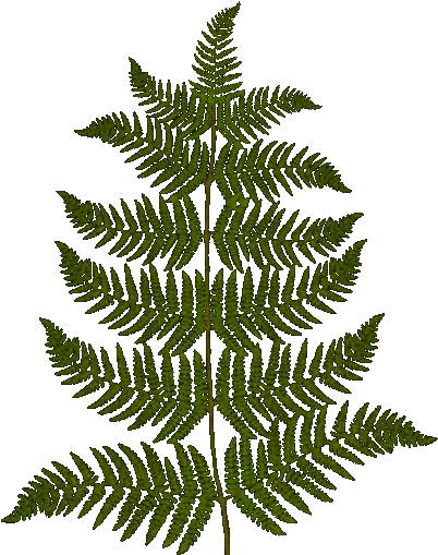 Furn Drawing Transparent Png Stickpng Dibujo De Un Helecho Fern Png