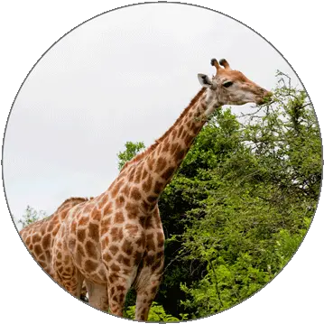 Learn German Alphabets Png Giraffe Icon