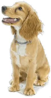 Dog Emoji Png