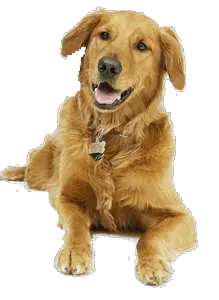 Cartoon Dog Png