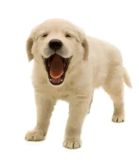 Dog Png Transparent