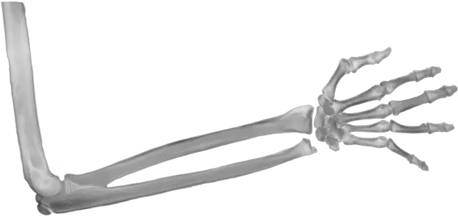 Download Xray Of Full Arm Transparent Skeleton Arm Png Arm Transparent