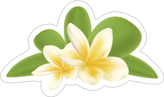 Awesome Plumeria Flower Sticker Lovely Png Plumeria Png