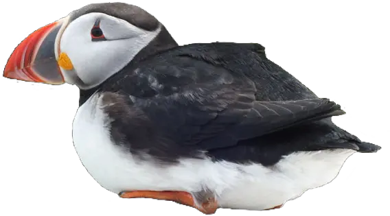 Puffin Bird Cute Pngs Png Atlantic Puffin Cute Pngs