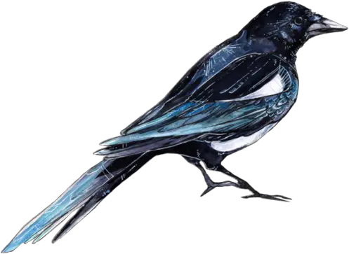 Raven Clipart Tumblr Transparent Bird Png Raven Transparent